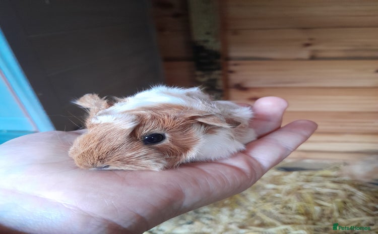 Guinea Pig rodents - Advert 2