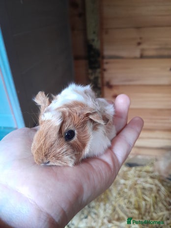 Guinea Pig rodents - Advert 2