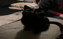 Domestic Shorthair cats for sale: Tod for adoption  - Image 2