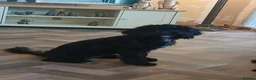 Cavapoo dogs for sale: Black cavapoo in Walsall - Advert 1