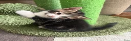 Domestic Shorthair cats for sale: 2 male kittens left out a litter of 5  in West Bromwich - Advert 5