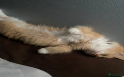 Mixed Breed cats for sale: 2 x girl Kittens for sale  - Image 2