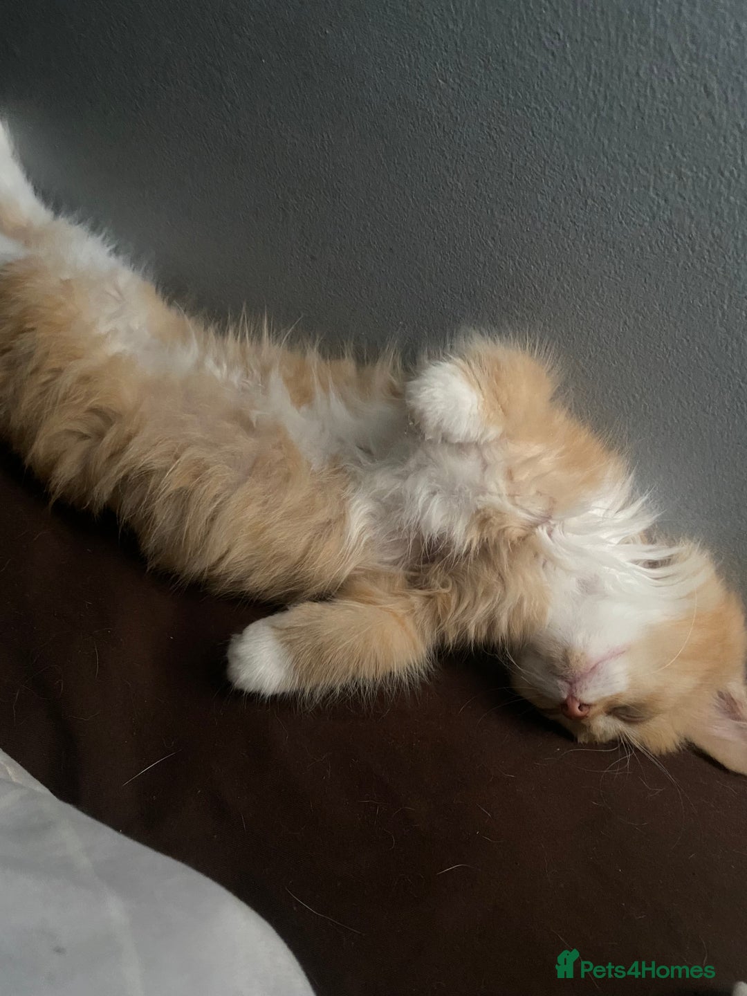 Mixed Breed cats for sale: 2 x girl Kittens for sale  - Image 2