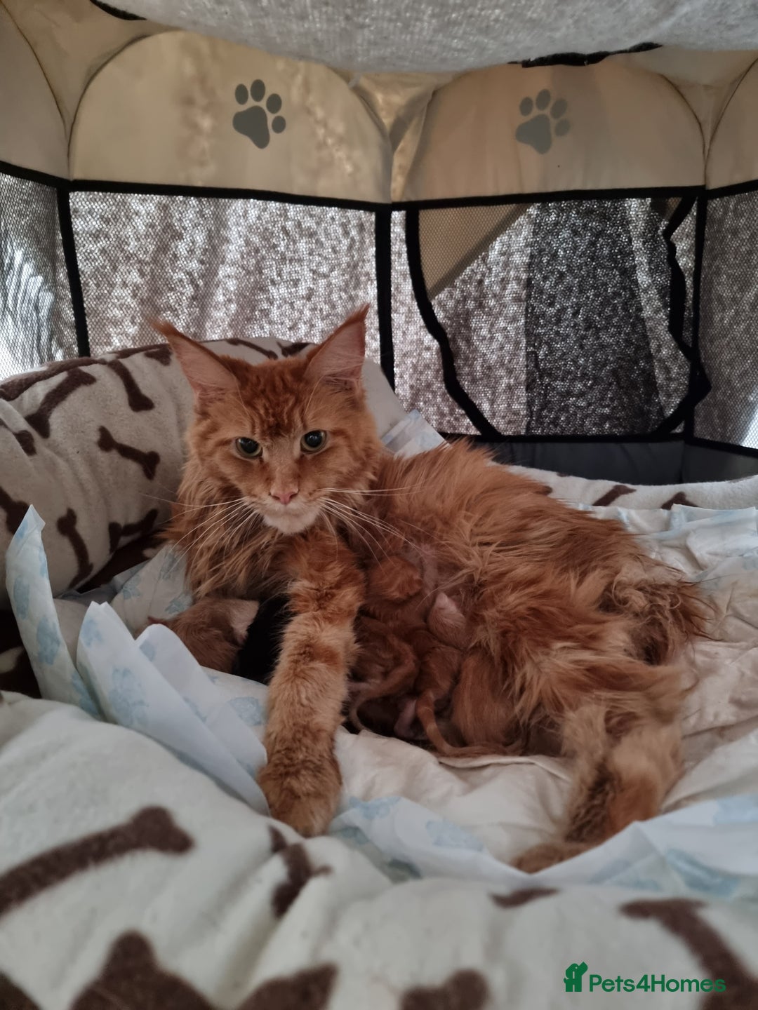 Maine Coon cats for sale: TICA - Maine Coon – 5 Boys Looking for Loving Home - Image 25