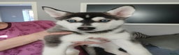 Siberian Husky dogs for sale: 6 loving siberian husky puppies - Advert 5