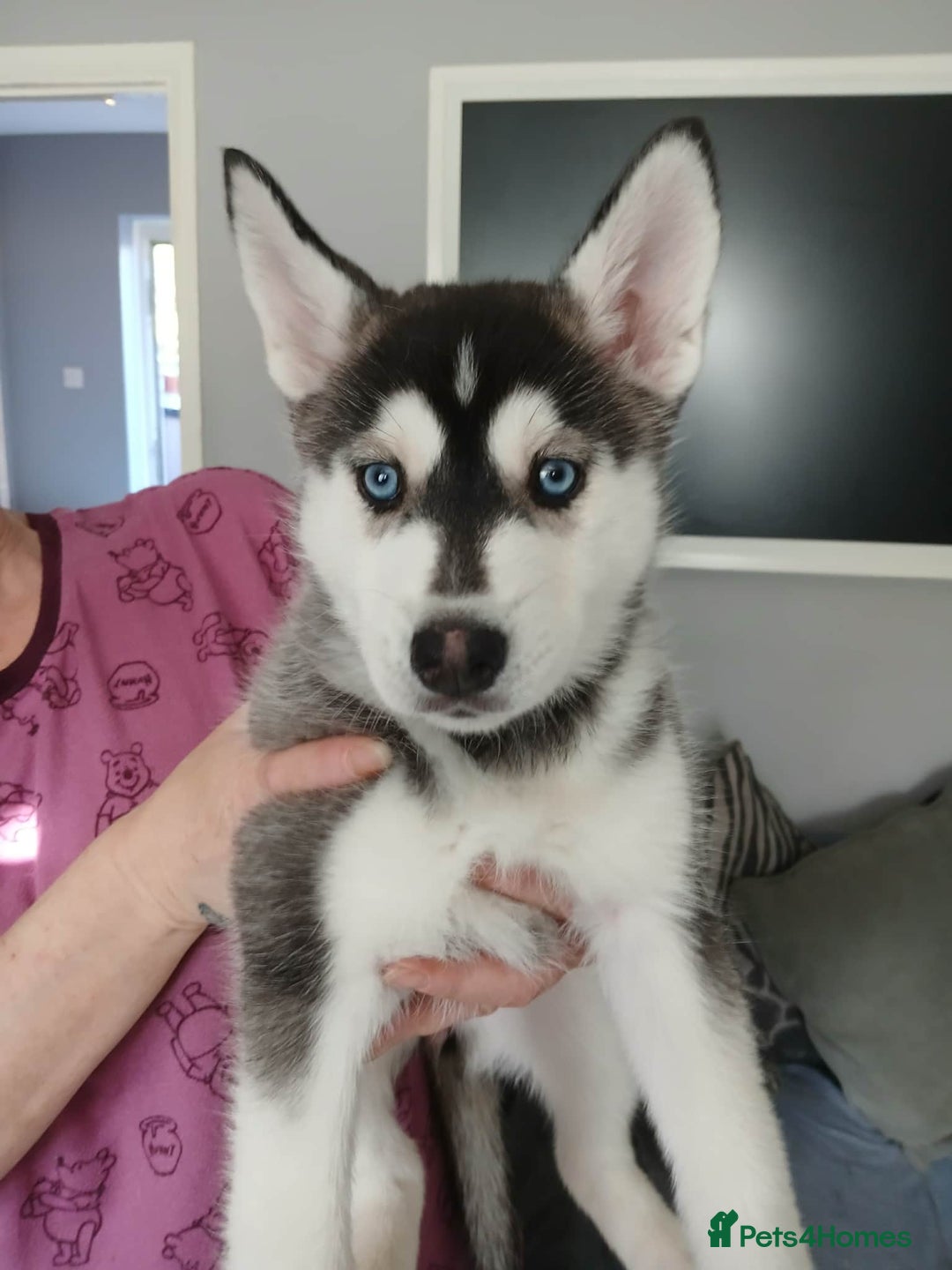 Siberian Husky dogs for sale: 6 loving siberian husky puppies - Advert 5