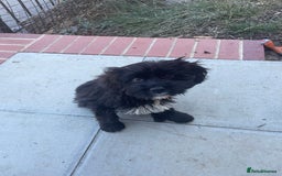 Cockapoo dogs for sale: Manny  - Image 6