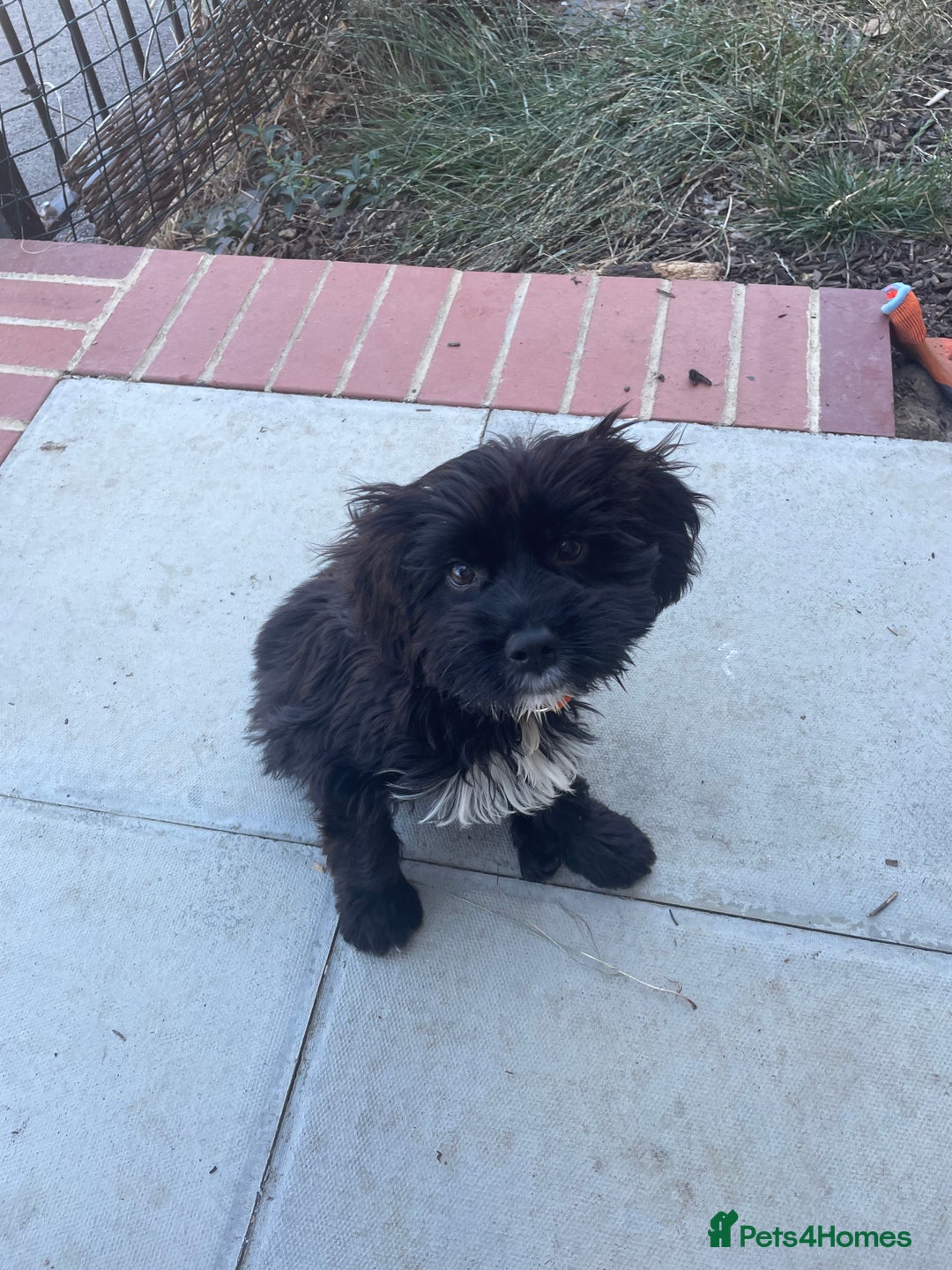 Cockapoo dogs for sale: Manny  - Image 6