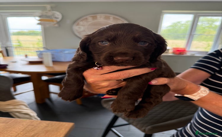 Cocker Spaniel dogs - Advert 14