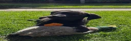 Labrador Retriever dogs for sale: Male Labrador Retriever 7 months old - Advert 3