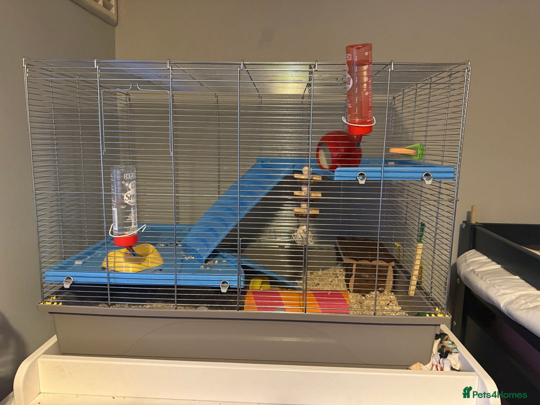 Hamster rodents for sale: Male hamster with cage - Advert 4