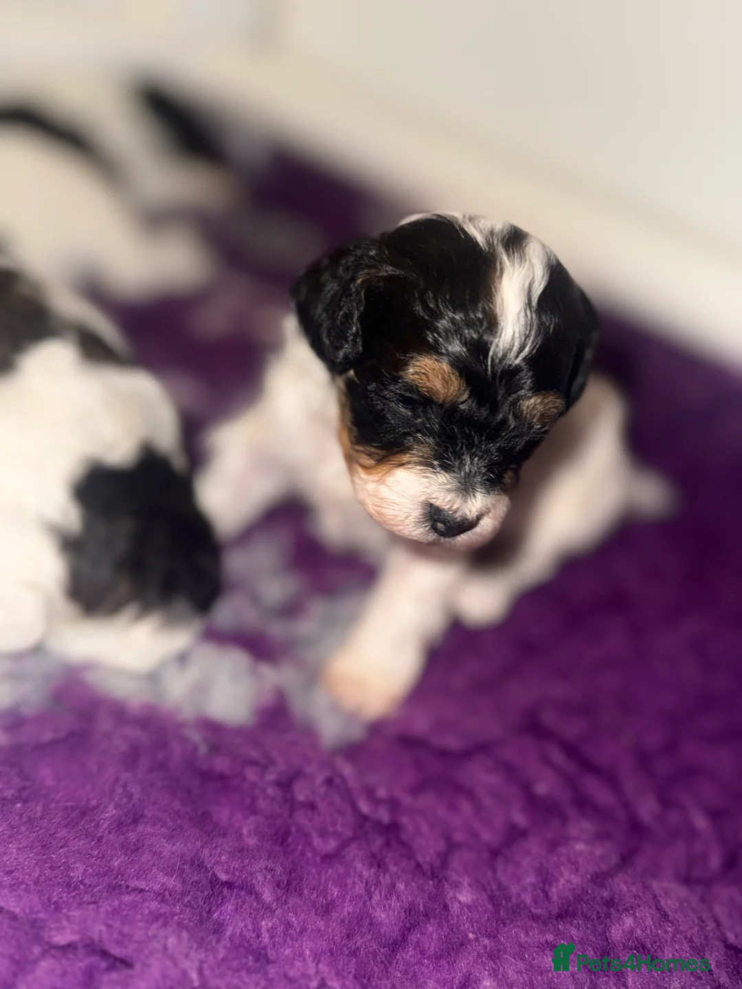 Cavapoo dogs for sale: F1B Cavapoo Puppies for Sale 🐶 in Southampton - Advert 2