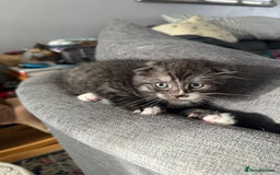 Scottish Fold cats for sale: 5 beautiful Scottish fold kittens  - Advert 8