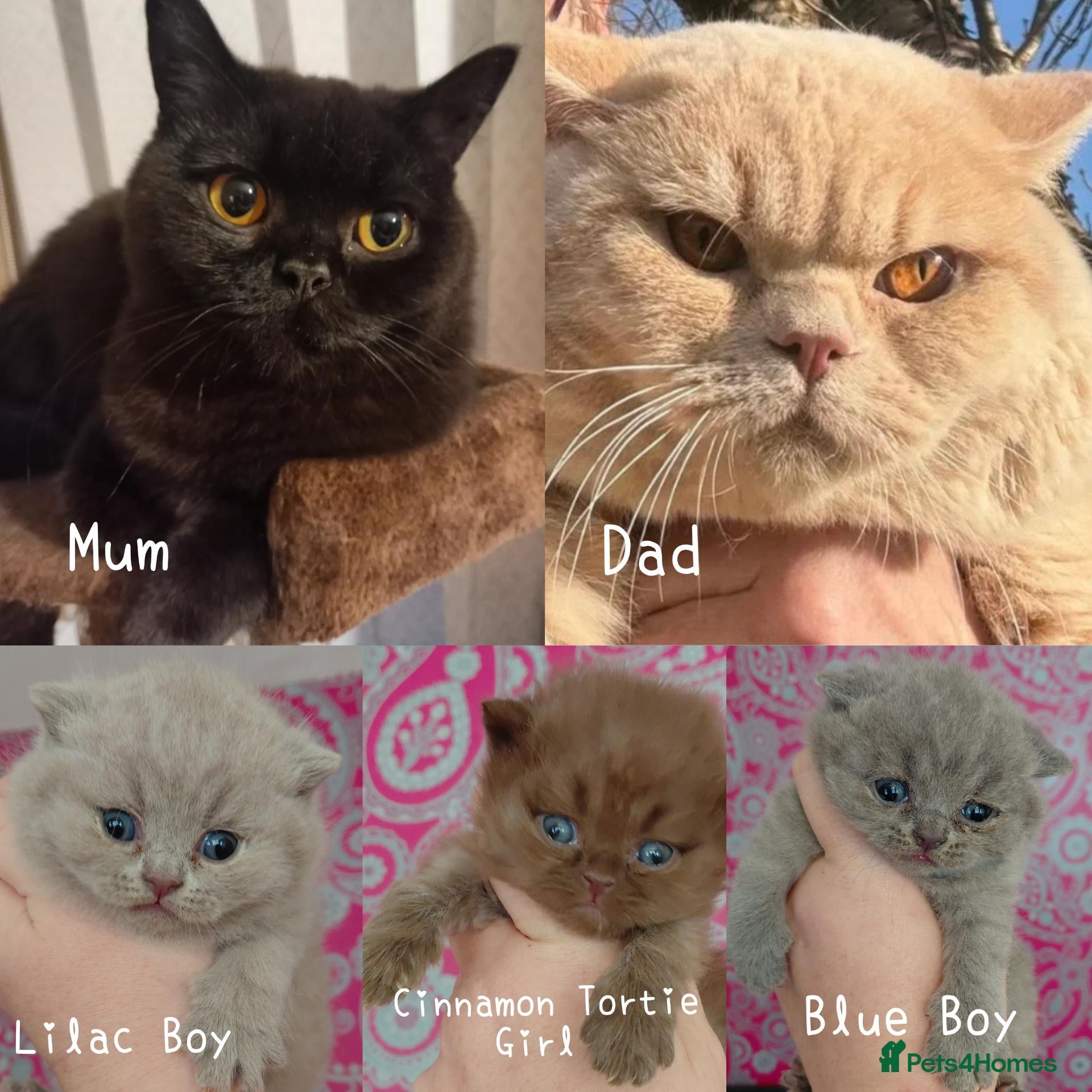 British Shorthair cats 5* GCCF British Shorthair Kittens  - Advert 2