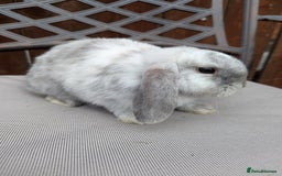 Mini Lop rabbits for sale: Mini lops baby rabbits for sale  - Image 4