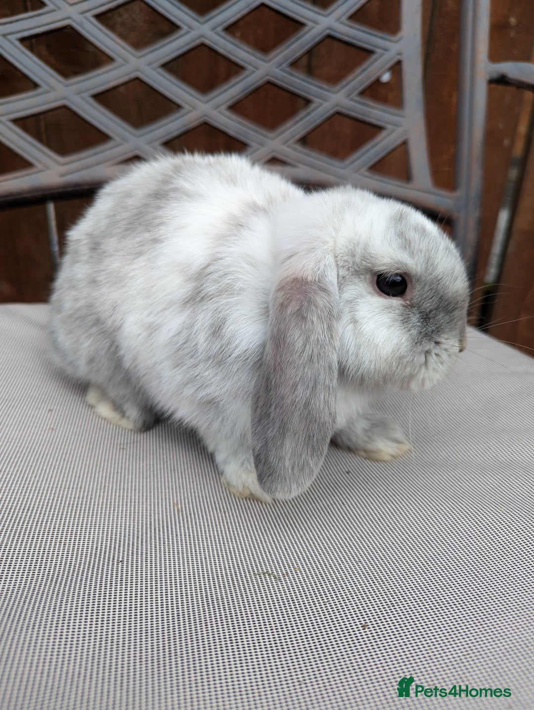 Mini Lop rabbits for sale: Mini lops baby rabbits for sale  - Image 4