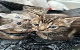 Mixed Breed cats for sale: Maine coon x kittens  - Image 1