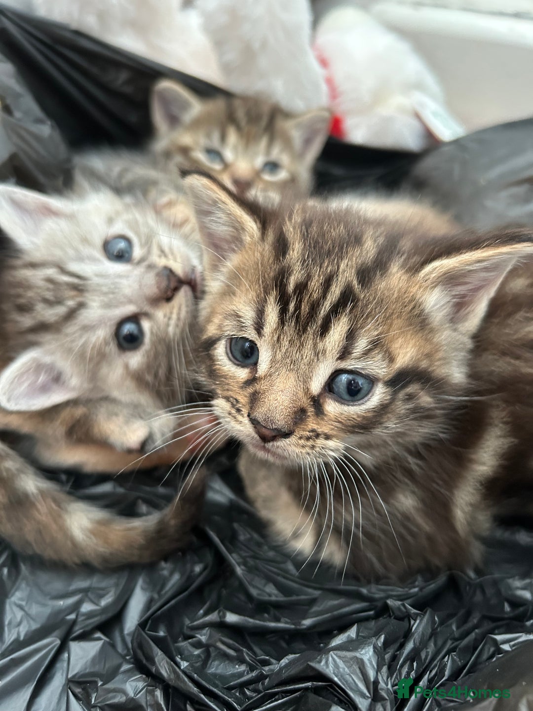 Mixed Breed cats for sale: Maine coon x kittens  - Image 1