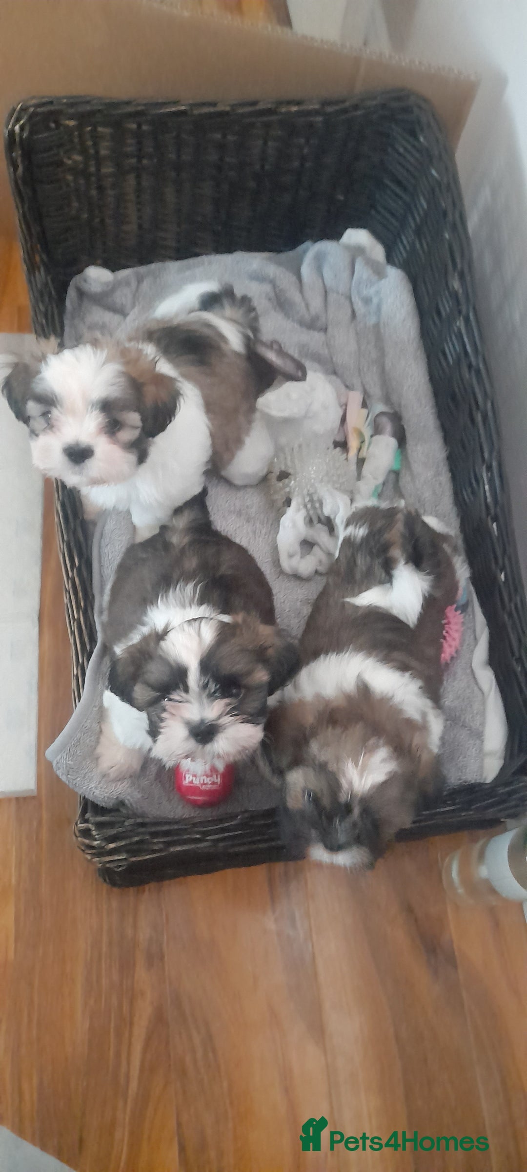 Shih Tzu dogs for sale: 3 Shih-tzu boys looking for forever home - Advert 2