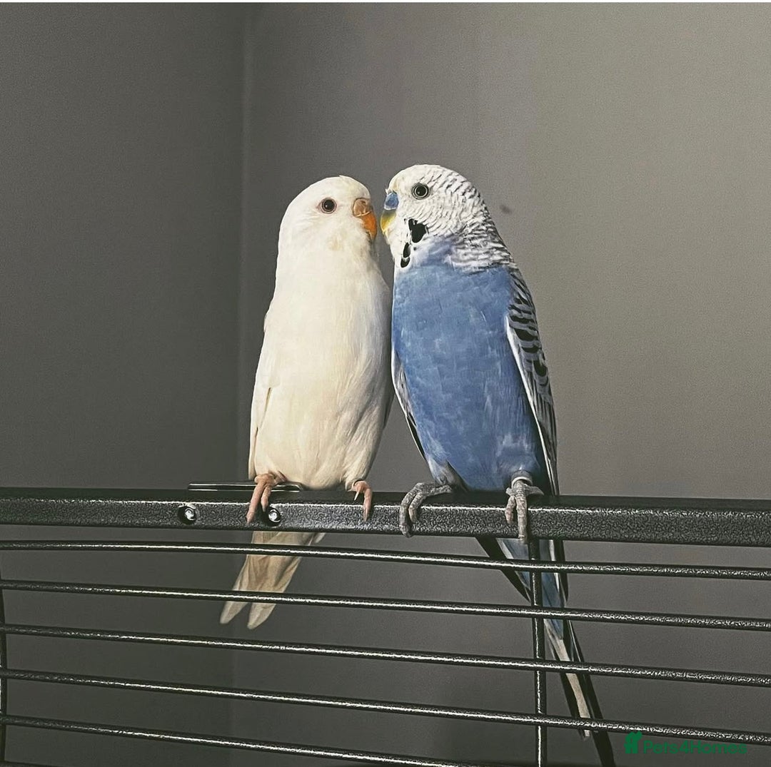 Budgerigars birds for sale: 2 budgies & cage - Image 2