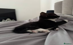 Mixed Breed cats for sale: girl and boy kitten looking for forever home - Image 3