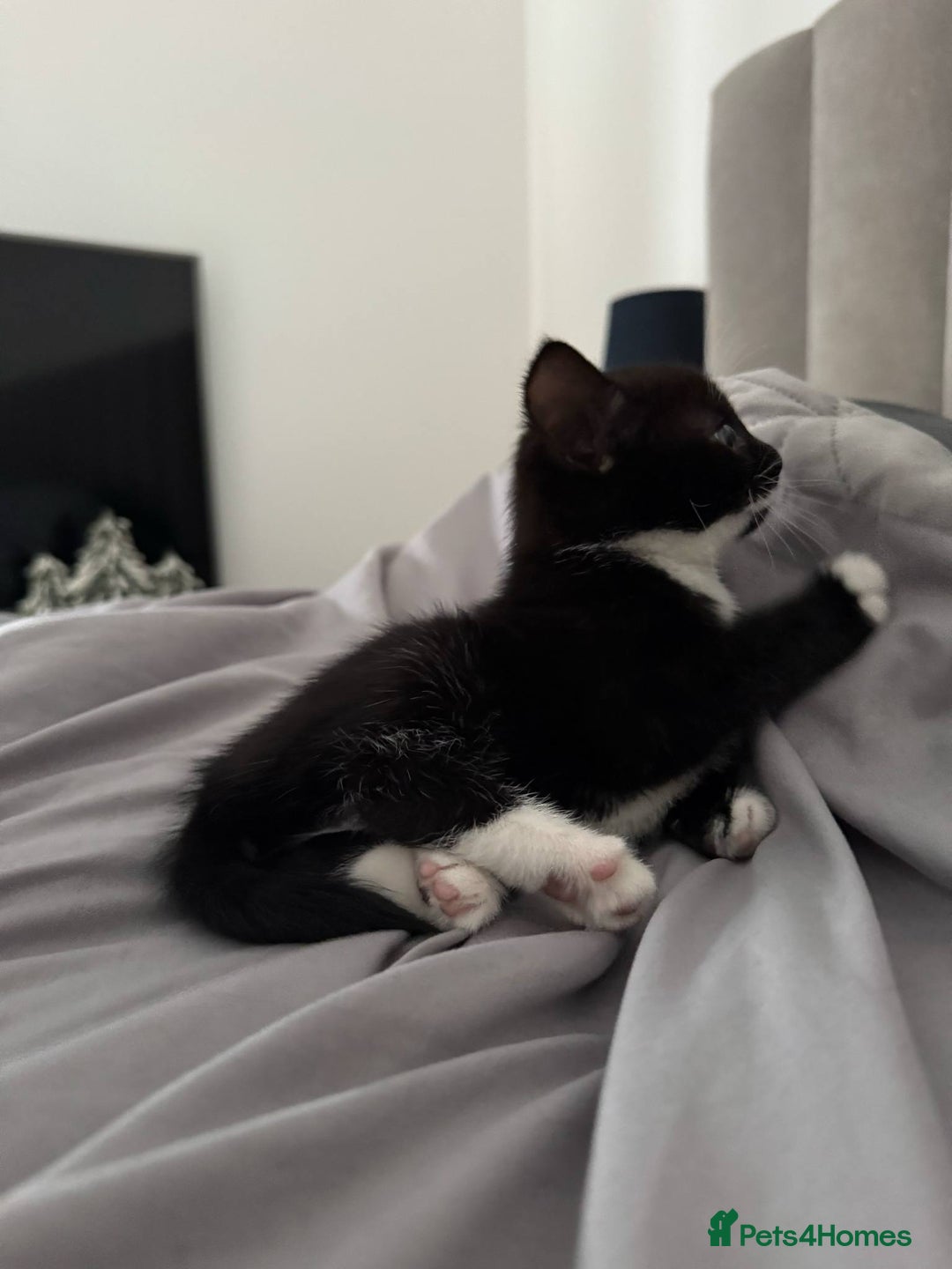 Mixed Breed cats for sale: girl and boy kitten looking for forever home - Image 3