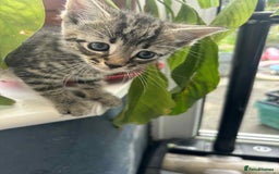 Mixed Breed cats for sale: 6 beautiful kittens - Image 3