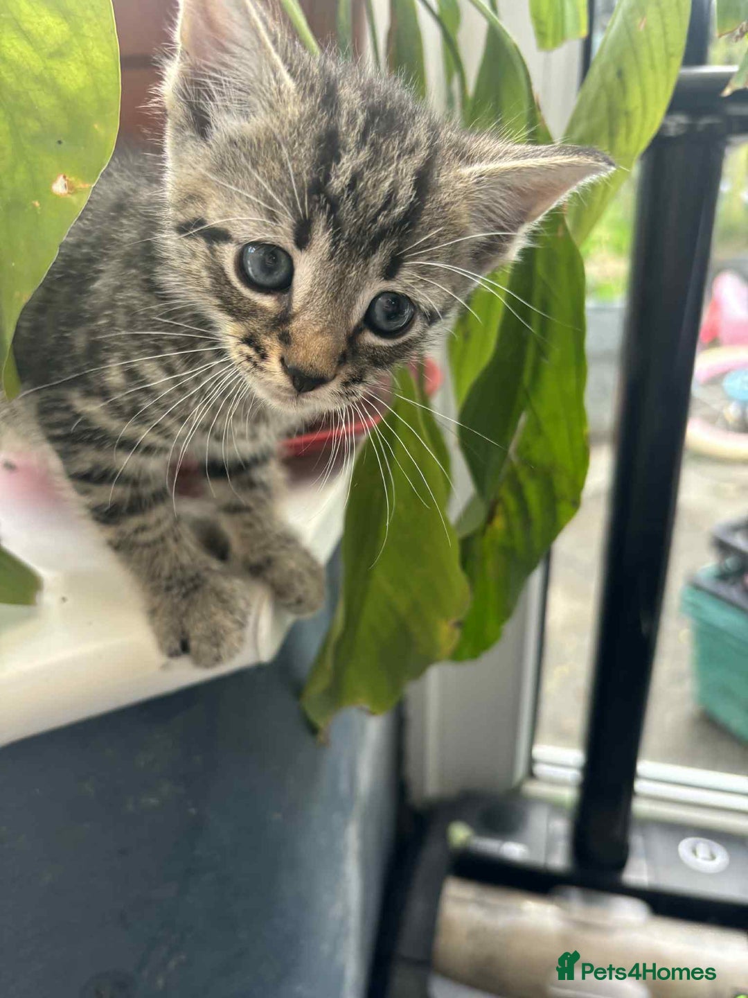 Mixed Breed cats for sale: 6 beautiful kittens - Image 3