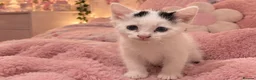 British Longhair cats for sale: Beautiful fluffy kittens for sale - Advert 4