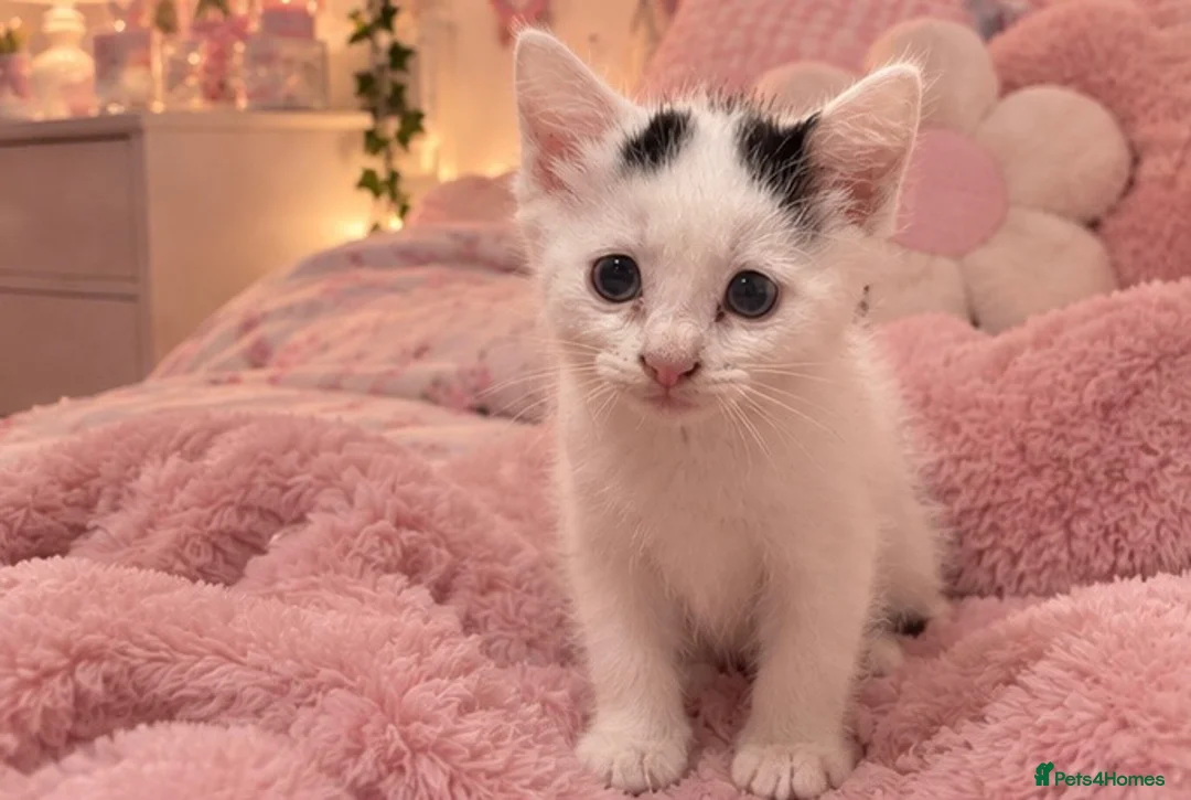 British Longhair cats for sale: Beautiful fluffy kittens for sale - Advert 4