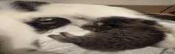 Mixed Breed cats for sale: 5 beautiful kittens in Dursley - Advert 2