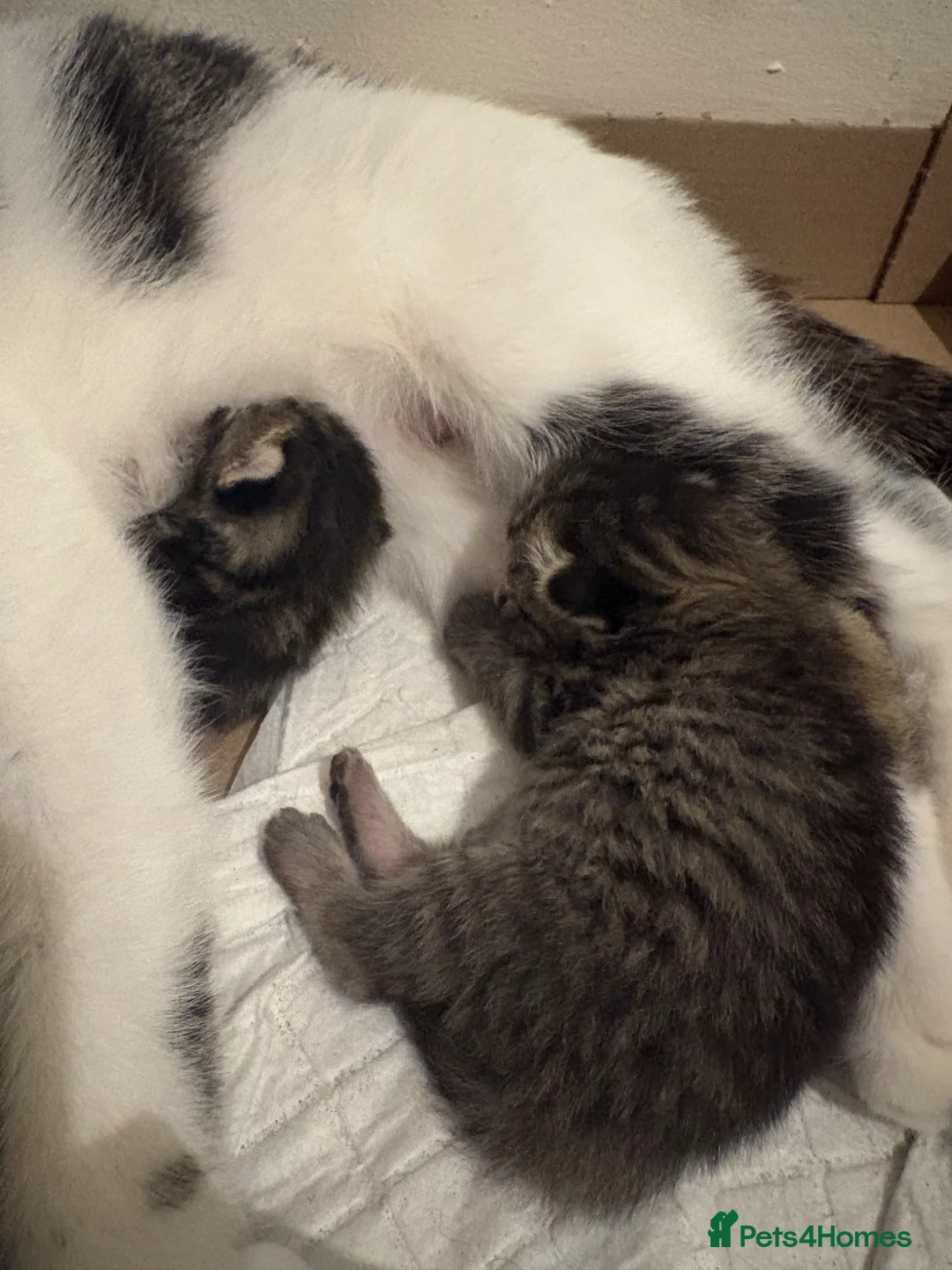 Mixed Breed cats for sale: 5 beautiful kittens in Dursley - Advert 2