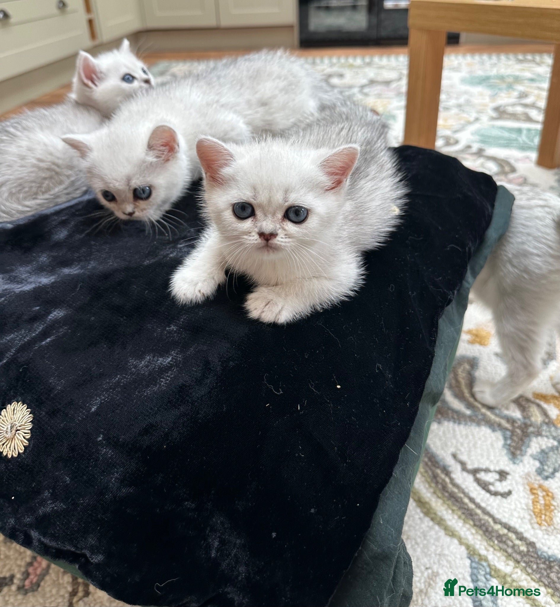 British Shorthair cats Beautiful British Shorthair Silver Shaded Kittens - Advert 1