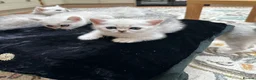 British Shorthair cats for sale: Beautiful British Shorthair Silver Shaded Kittens in Leicester - Advert 1
