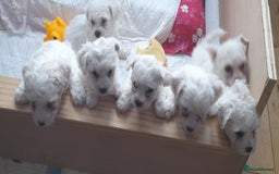 Bichon Frise dogs for sale: Bichon Frise - Image 2