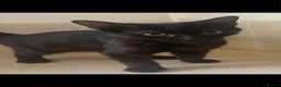 Domestic Shorthair cats for sale: Black Kittens For Sale  - Advert 11