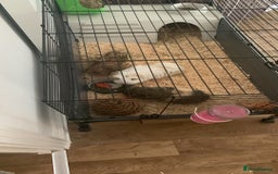 Guinea Pig rodents for sale: 2 Female Guinea Pigs and Set Up - Image 6