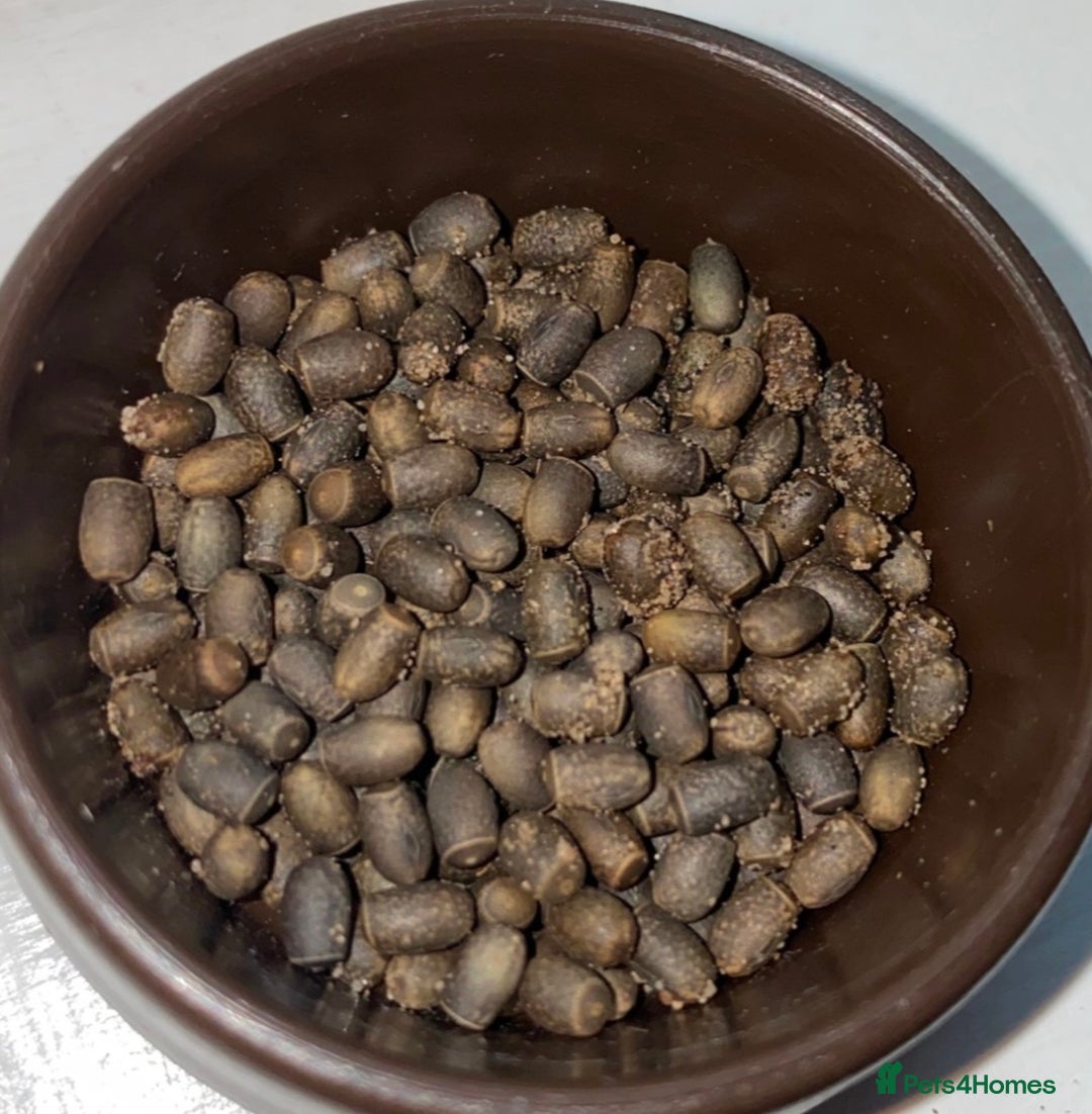 Stick Insects invertebrates for sale: SEE DESC - Various Stick Insect Nymphs and Eggs - Image 4