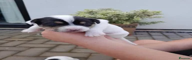 Jack Russell 2