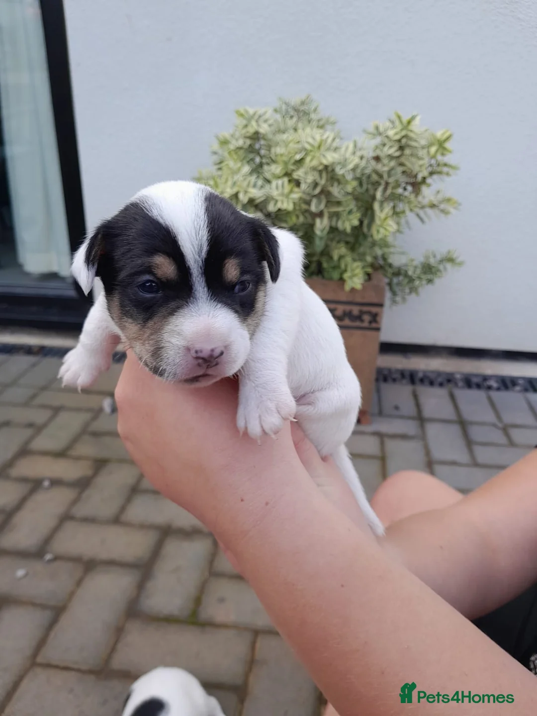 Jack Russell dogs for sale: 2x male Jack russel puppies  in Crediton - Advert 2