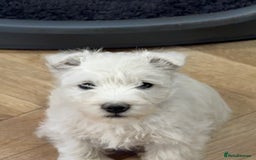 West Highland Terrier dogs for sale: Stunning West Highland White Terrier Babies - Image 17