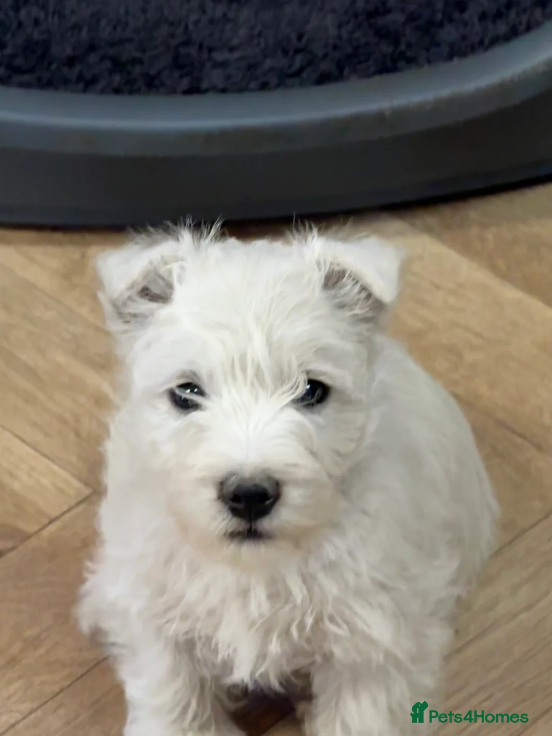 West Highland Terrier dogs for sale: PRICE REDUCED !!! 1 BOY AVAILABLE !!! - Advert 17