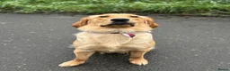 Golden Retriever dogs for sale: Golden Retriever Looking for a Loving Home 🐾 - Advert 1