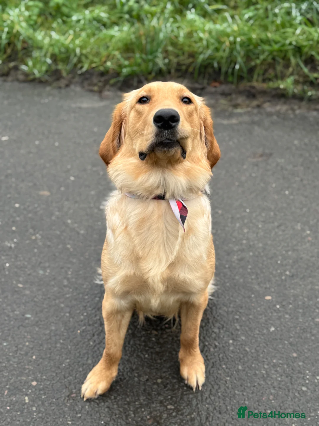 Golden Retriever dogs for sale: Golden Retriever Looking for a Loving Home 🐾 - Advert 1
