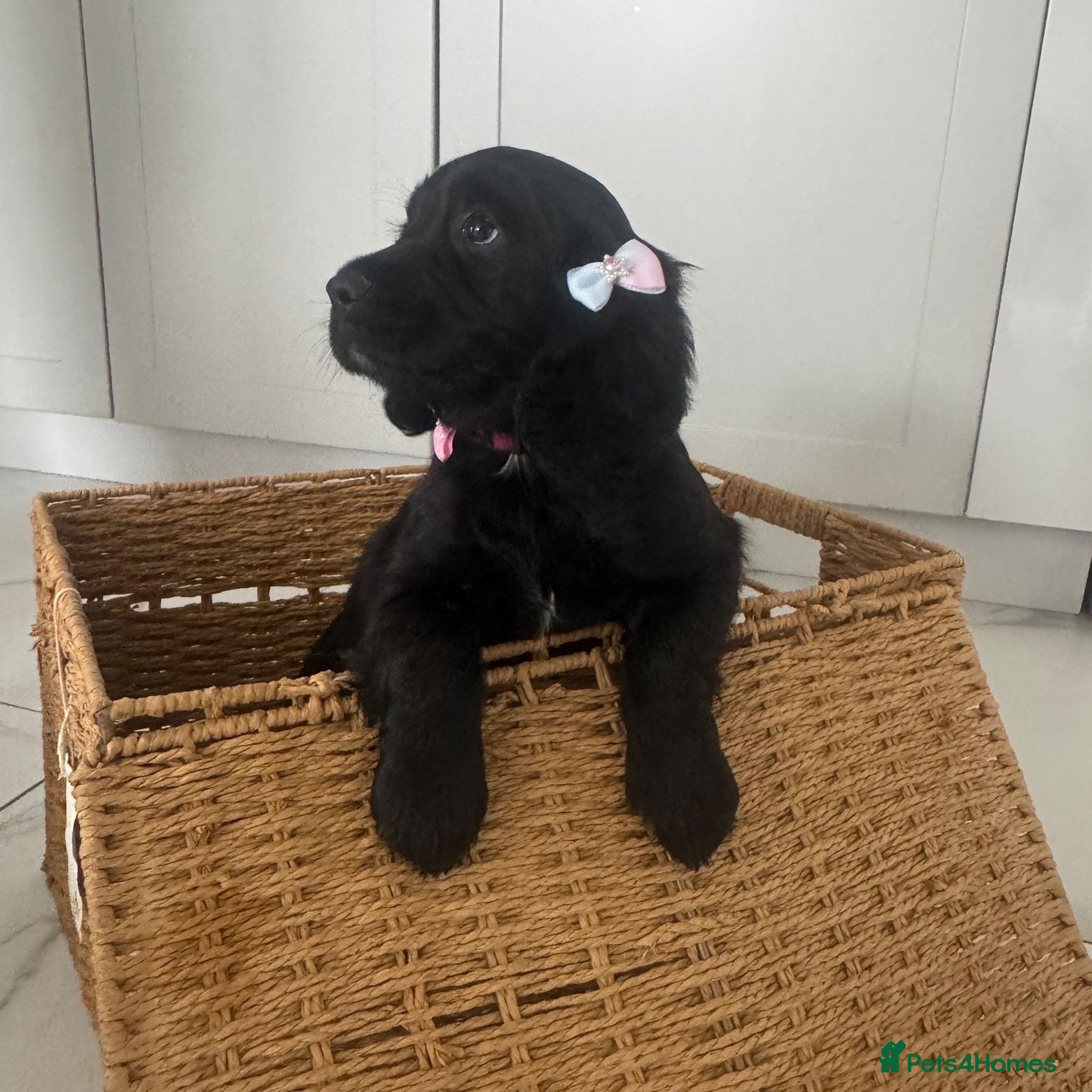 Sprocker dogs Health checked ,chipped 1st vaccine  - Advert 3