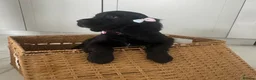 Sprocker dogs for sale: Health checked &Ready to leave , 1st vaccine   - Advert 1