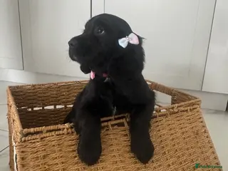 Sprocker dogs Health checked ,chipped 1st vaccine - Advert 3