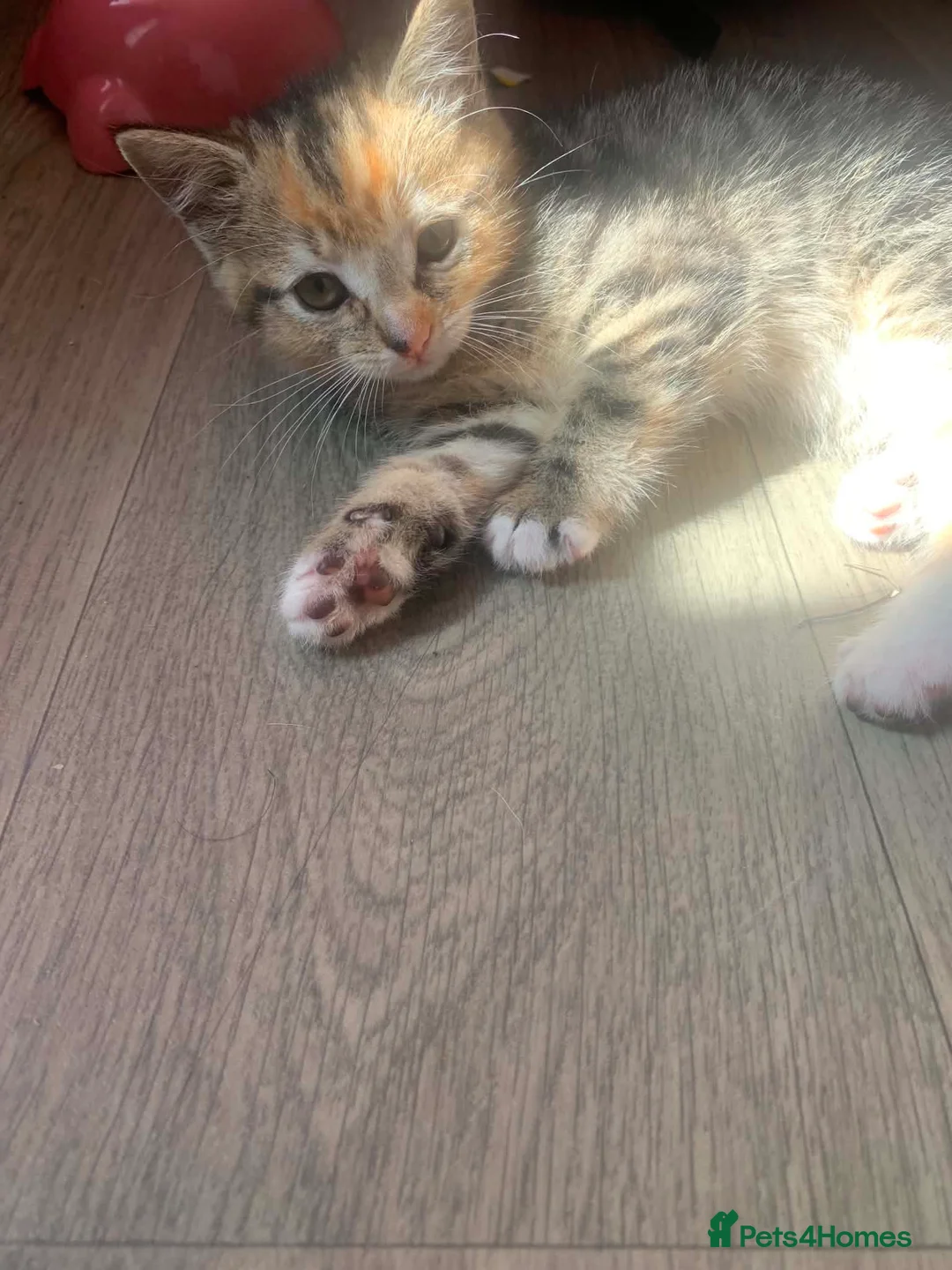Mixed Breed cats for sale: Kittens ready for new homes  in Mountain Ash - Advert 7