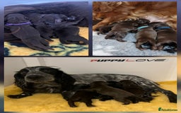 Cocker Spaniel dogs for stud: Working cocker at studs in Ashford - Image 6