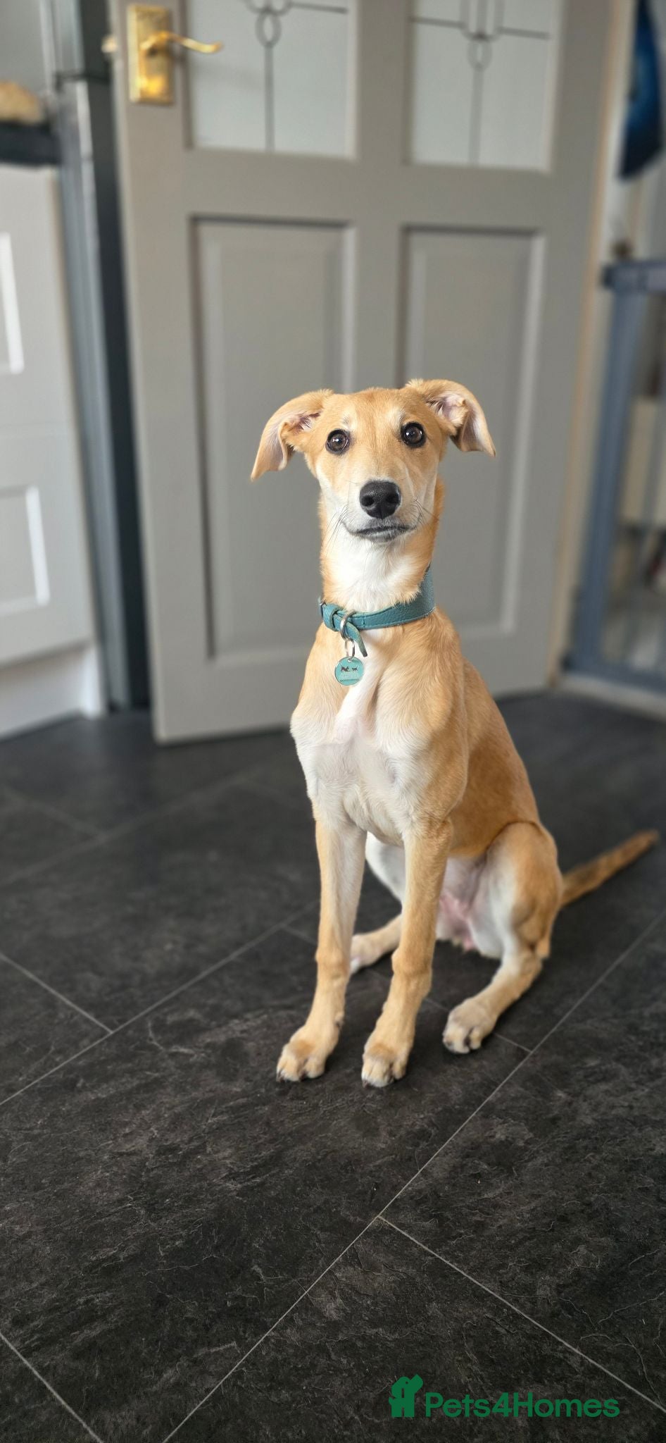 Mixed Breed dogs Beddy / whippett mix - Advert 4